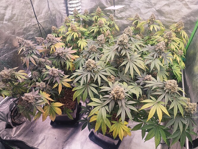 Growreport Bild 83