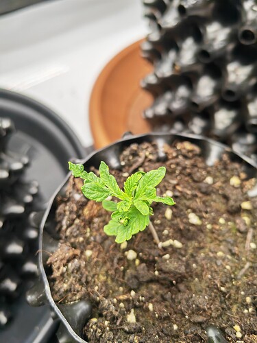 Growreport Bild 13