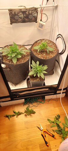 Growreport Bild 1