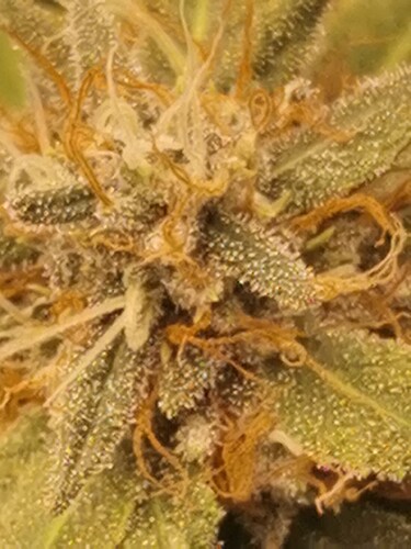 Growreport Bild 4