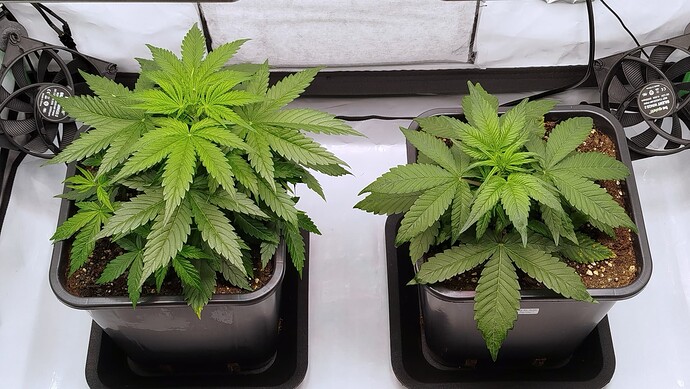 Zwei junge Cannabispflanzen in quadratischen Töpfen in einer Growbox, links Bruce Banner und rechts Mandarine XL.