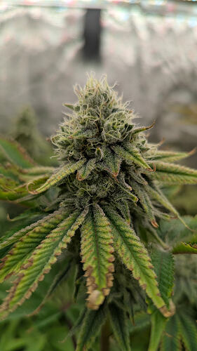 Nahaufnahme eines Cannabis-Buds in der Blütephase, mit Trichomen und Pistillen deutlich sichtbar. Die Blätter zeigen Anzeichen von Nährstoffmangel.