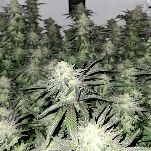 480243573_122168033174293599_263203308336612431_n