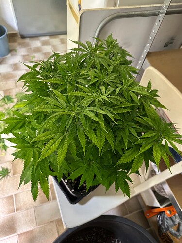 Growreport Bild 57