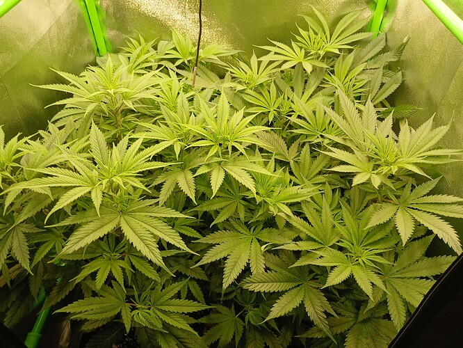 Growreport Bild 6