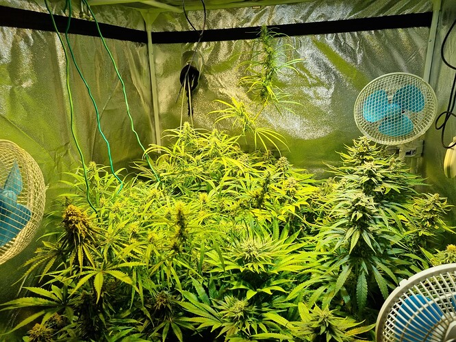 Mehrere Cannabis-Pflanzen in der Blütephase in einem Growzelt, beleuchtet von einer Lampe und belüftet durch drei Ventilatoren.