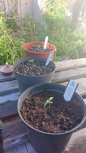 Growreport Bild 61
