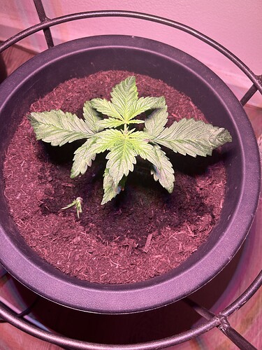 Growreport Bild 5