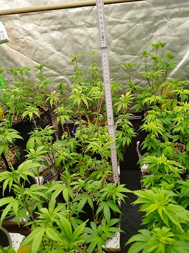 Mehrere junge Cannabispflanzen in Töpfen, die in einem Zelt wachsen. Eine Messlatte ist neben den Pflanzen platziert, um ihre Höhe zu messen.