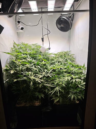 Growreport Bild 43
