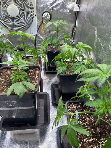 Growreport Bild 105