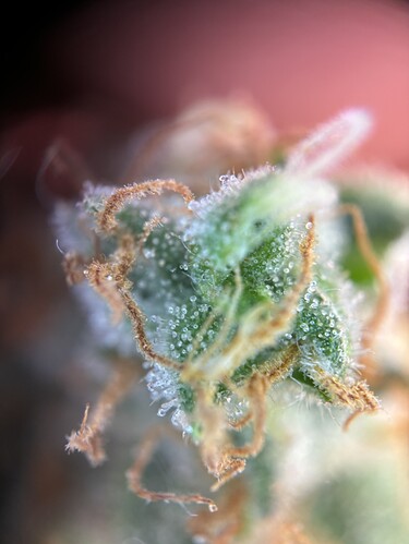 Growreport Bild 30