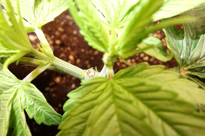 Growreport Bild 2