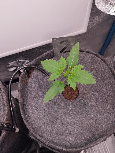 Growreport Bild 5