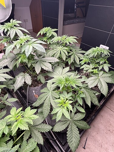 Growreport Bild 4