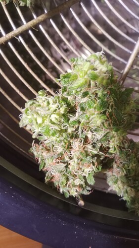 Growreport Bild 20