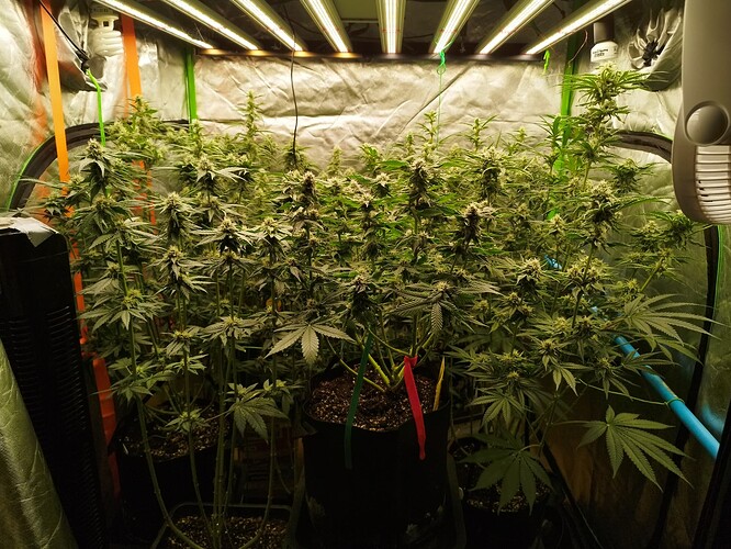 Mehrere Cannabispflanzen in der Blütephase in einem Zelt unter LED-Beleuchtung.
