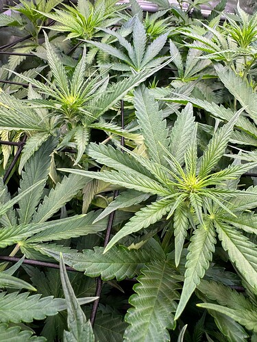 Growreport Bild 5