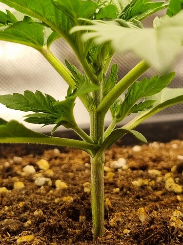 Growreport Bild 2