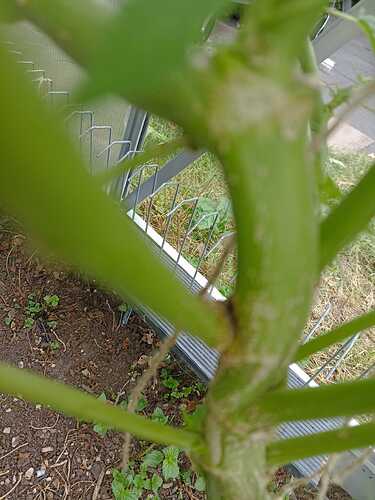Growreport Bild 1