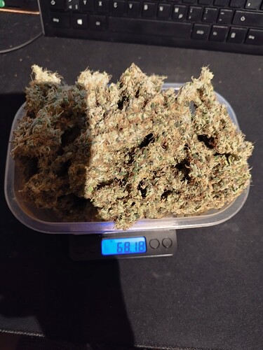 Ein digitaler Waagen-Display zeigt 68.18 an, darüber liegt eine Schale mit getrockneten Cannabis-Buds.