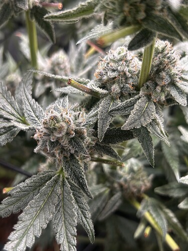 Growreport Bild 49