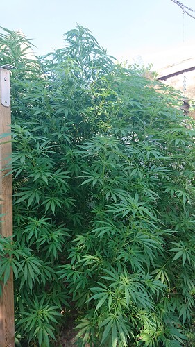 Growreport Bild 5