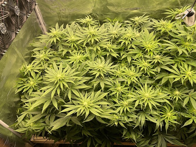 Viele junge Cannabispflanzen in der Wachstumsphase, dicht beieinander stehend, mit vielen grünen Blättern und beginnenden Blütenansätzen. Im Hintergrund sind Lüfter und reflektierende Wände einer Growbox zu sehen.