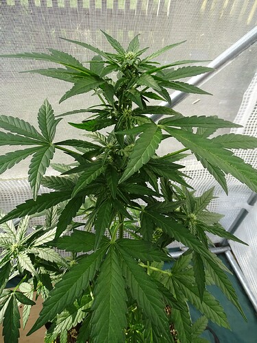 Growreport Bild 8