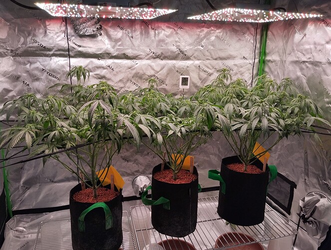 Growreport Bild 3