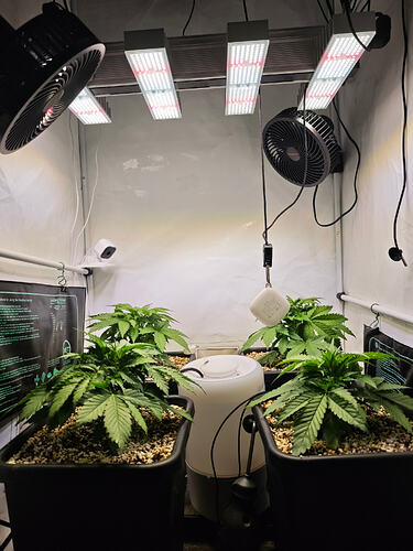 Growreport Bild 37