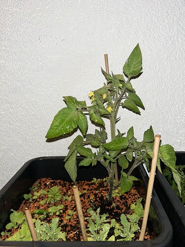 Growreport Bild 37