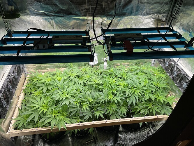 Eine Gruppe von Cannabispflanzen im Wuchsstadium unter LED-Wachstumslichtern in einem Zelt.