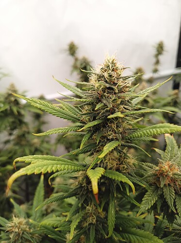Growreport Bild 56