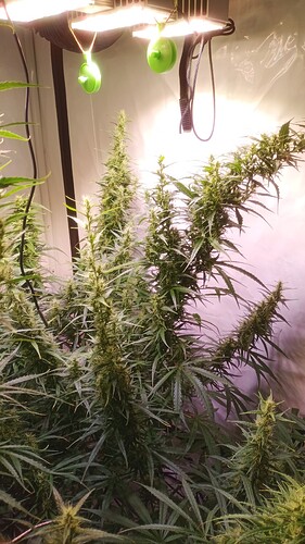 Growreport Bild 7