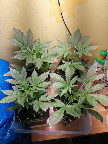 Lucky Hemp LT 18 (1)