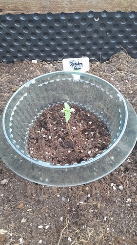 Growreport Bild 4