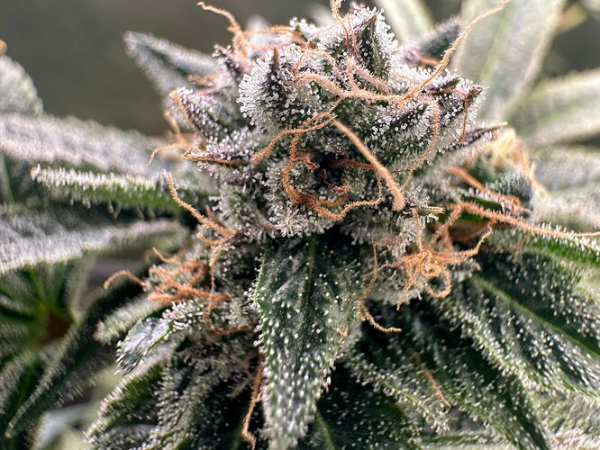 Growreport Bild 6