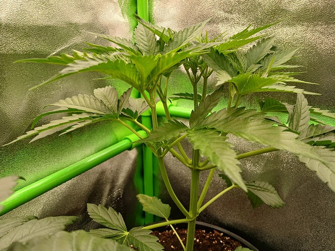 Growreport Bild 2