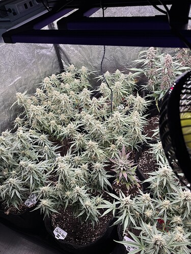 Growreport Bild 9