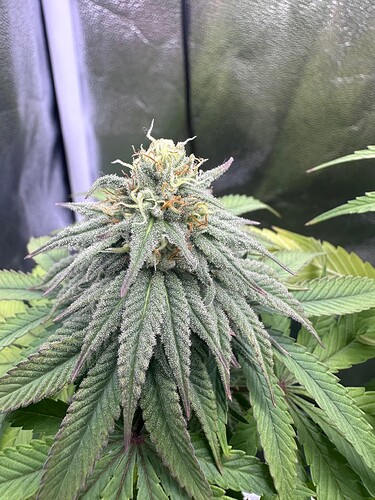 Growreport Bild 5