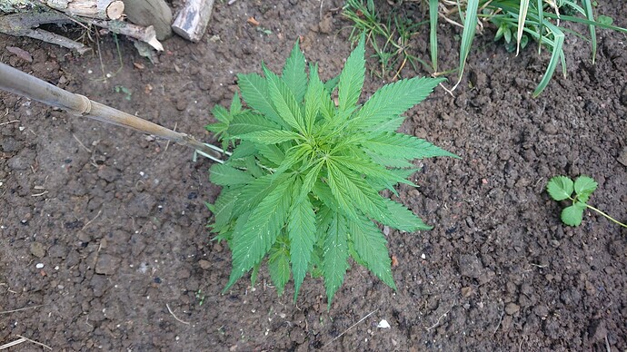 Growreport Bild 16