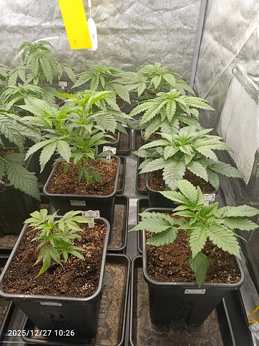 Growreport Bild 9