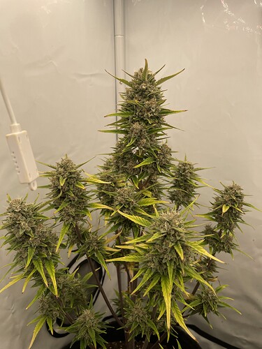 Growreport Bild 4