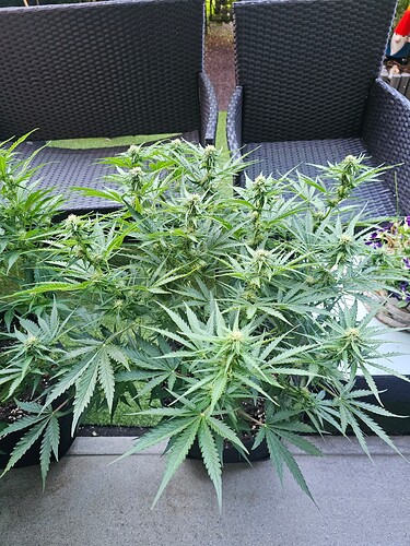 Growreport Bild 19