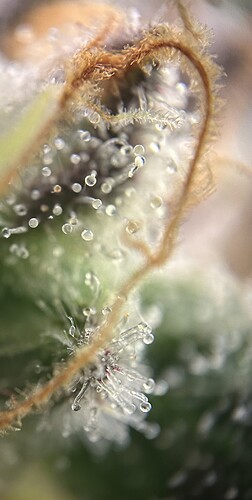 Growreport Bild 1
