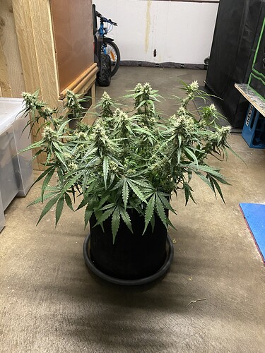 Growreport Bild 37