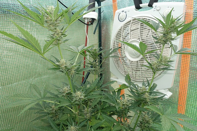 Growreport Bild 4