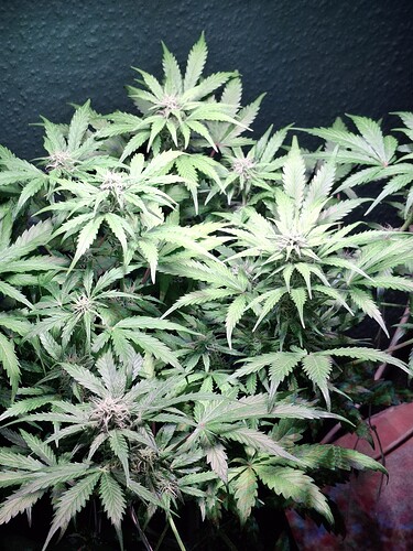 Growreport Bild 4