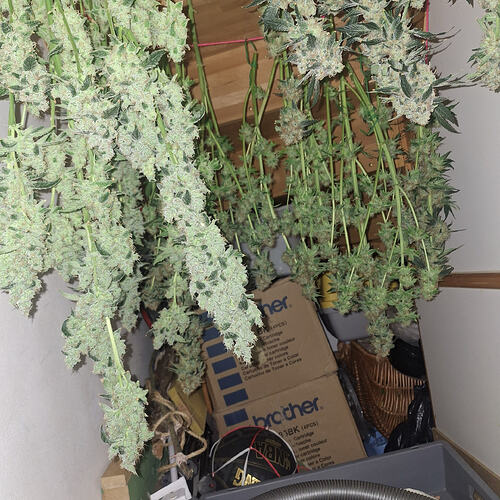 Growreport Bild 9